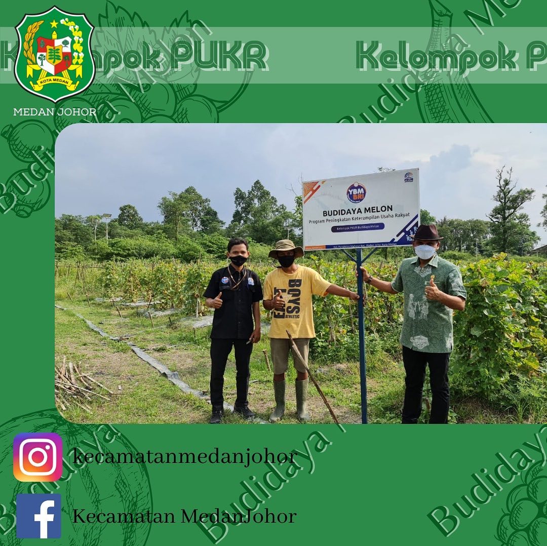 Kelompok PKUR (Program Peningkatan Ketrampilan Usaha Rakyat) sedang melakukan Panen Dihadiri Oleh Camat Medan Johor Bapak Zulfakhri Ahmadi S.Sos